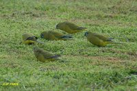 Rock Parrot - Neophema petrophila