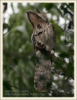 Northern Potoo - Nyctibius jamaicensis