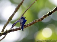 Whiskered Treeswift - Hemiprocne comata