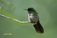 Festive Coquette - Lophornis chalybeus