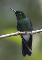 Tourmaline Sunangel - Heliangelus exortis