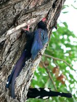 Green Woodhoopoe - Phoeniculus purpureus