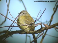 Planalto Tyrannulet - Phyllomyias fasciatus