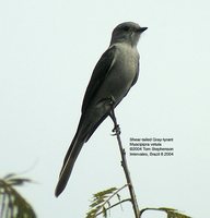 Shear-tailed Gray Tyrant - Muscipipra vetula