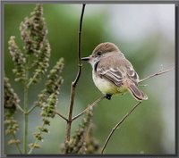 Galapagos Flycatcher - Myiarchus magnirostris