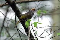 Straw-headed Bulbul - Pycnonotus zeylanicus