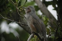 Brown-eared Bulbul - Ixos amaurotis