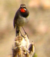 White-tailed Rubythroat - Luscinia pectoralis