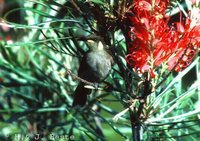 Graceful Honeyeater - Meliphaga gracilis