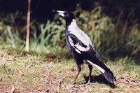 Australasian Magpie - Gymnorhina tibicen