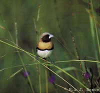 Chestnut-breasted Munia - Lonchura castaneothorax