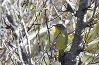 Mourning Warbler - Oporornis philadelphia