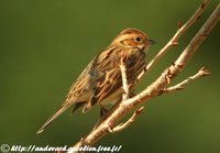 Little Bunting - Emberiza pusilla