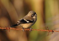 White-collared Seedeater - Sporophila torqueola