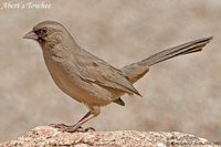 Abert's Towhee - Pipilo aberti