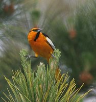 Bullock's Oriole - Icterus bullockii