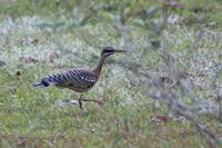 Sunbittern   -   Eurypyga  helias   -   Tarabuso  del  sole