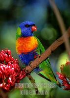 Rainbow lorikeet stock photo