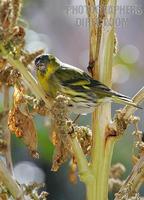 Siskin 