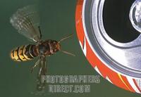 hornet ( Vespa crabro ) at a coke can stock photo