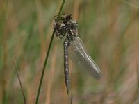 Hawker Common