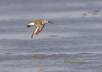 Dunlin C20D 02828.jpg