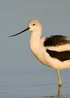 American Avocet, winter plumage male