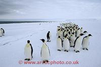 ...FT0103-00: Column of adult Emperor Penguins file along beside the floe edge and open water Antar
