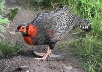 55. 검은머리꿩 (黑頭角雉, 흑두각치 hei tou jiao zhi） Tragopan melanocephalus