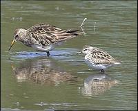 Pectoral Sandpiper & Long-toed Stint