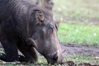 Warthog feeding from its knees