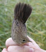 Grasshopper Warbler (Locustella naevia)