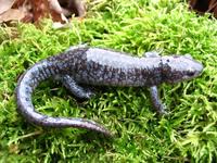 : Ambystoma jeffersonianum; Jefferson Salamander