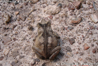 : Bufo scitulus