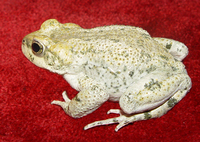 : Bufo surdus; Iranian Toad
