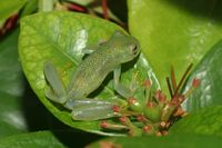 : Cochranella granulosa; Granular Glass Frog
