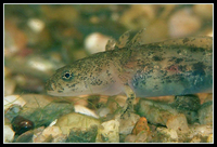 : Hynobius lichenatus