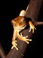 : Hypsiboas raniceps