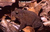 : Proceratophrys bigibbosa
