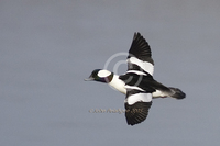 : Bucephala albeola; Bufflehead