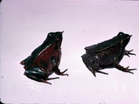 : Rhinoderma darwinii; Darwin's Frog