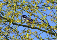 : Dendroica nigrescens; Black-throated Gray Warbler