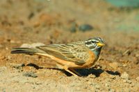 : Emberiza tahapisi; Cinnamon-breasted Bunting