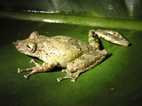 : Scinax boulengeri
