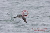 : Gavia immer; Common Loon