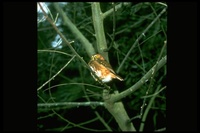 : Glaucidium brasilianum; Ferruginous Pygmy-owl