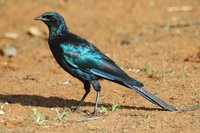 : Lamprotornis australis; Burchell's Starling