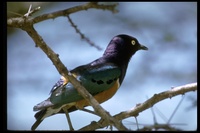 : Lamprotornis superbus; Superb Starling