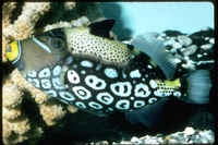 : Balistoides conspicillum; Clown Triggerfish