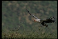 : Sagittarius serpentarius; Secretary Bird (nest)